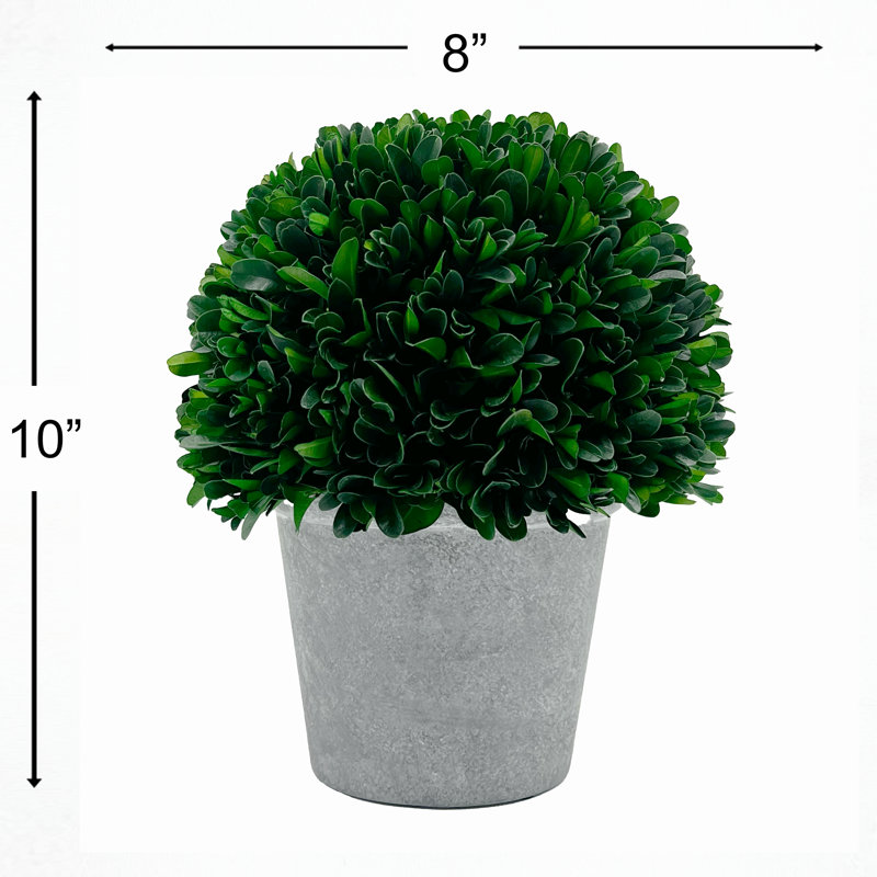 Plante topiaire en pot 10 po