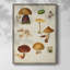 Reproduction encadrée champignon Mushroom Species II-1986737620