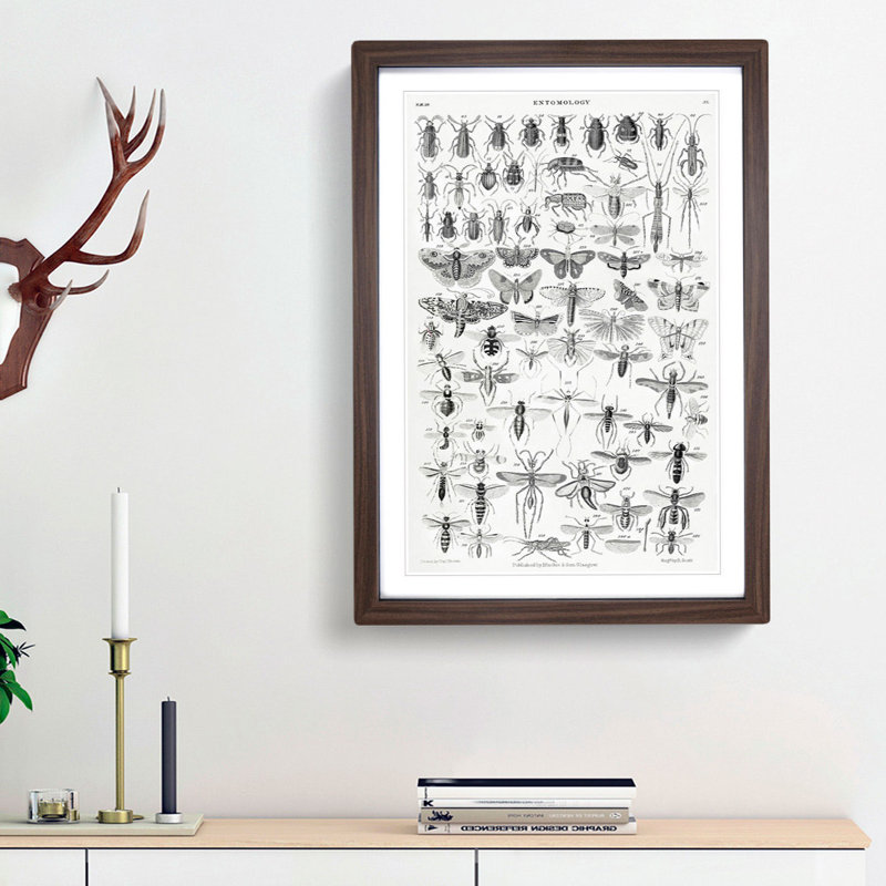 Study of Insects XL by Oliver Goldsmith - Framed Print, 87cm H x 62cm W x 2cm D, Walnut Framed