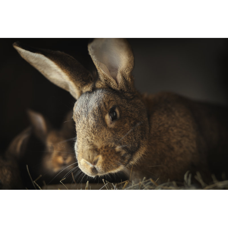 «Rabbits Family in Barn» par Magdasmith, H 24 po x l 36 po
