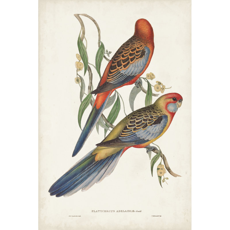 Tropical Parrots II by John Gould - Painting, 46 cm H x 30 cm W, Wrapped Canvas