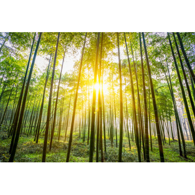 Bamboo Forest par Chinaface