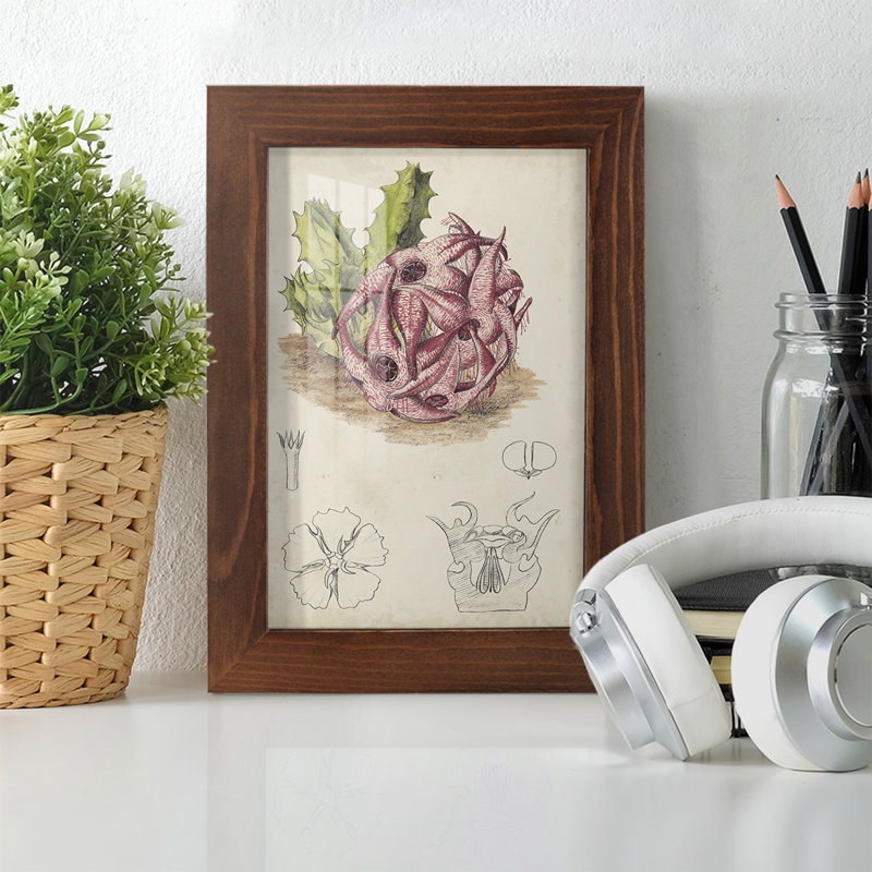Cactus antique III, impression sur papier, H 6 po x l 4 po x P 1 po, Châtaigne