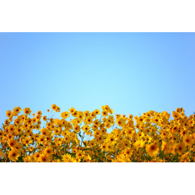 Yellow Flowers by Bgfoto