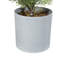 Pin en pot