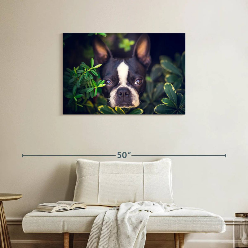 Brampt Boston Terrier Hiding, 24" H x 36" W