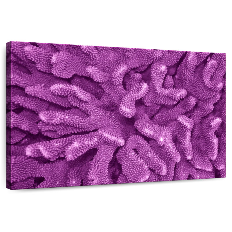 Crowle Purple Acropora Corals