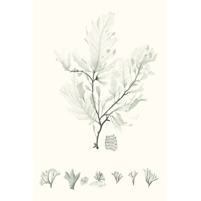 Sage Green Seaweed VII by Vision Studio - Wrapped Canvas Painting