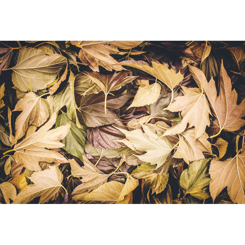 Large Group Of Brown Plane Tree Big Leaves by Gregory_DUBUS - Wrapped Canvas Print, 51cm H x 76cm W x 3.8cm D