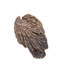 Vautour moyen