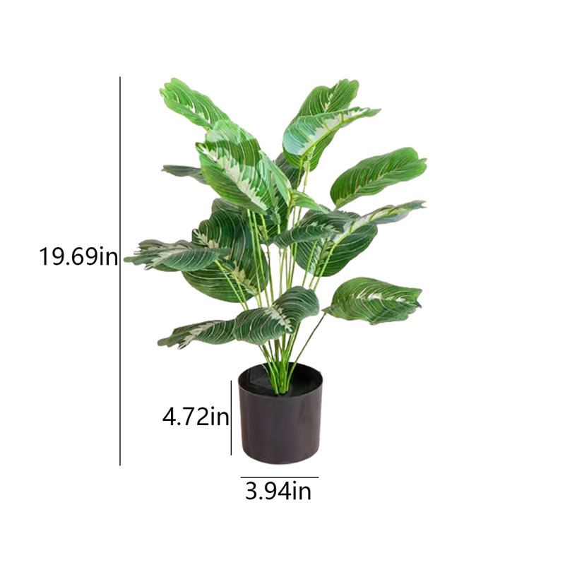 19,69 plante