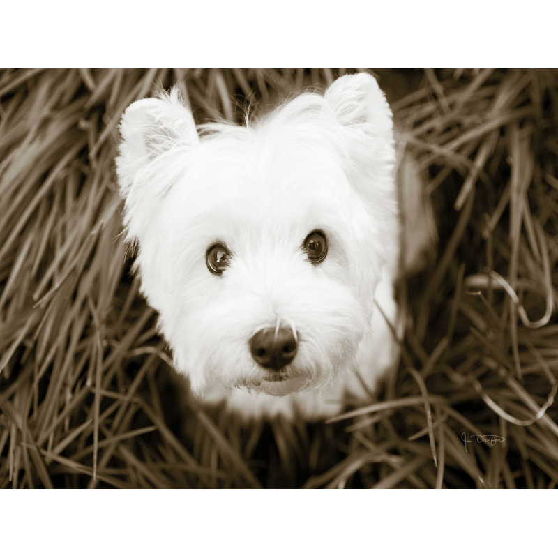 «What a Cutie» par Jim Dratfield - reproduction d'art sur toile tendue, H 36 po x l 48 po