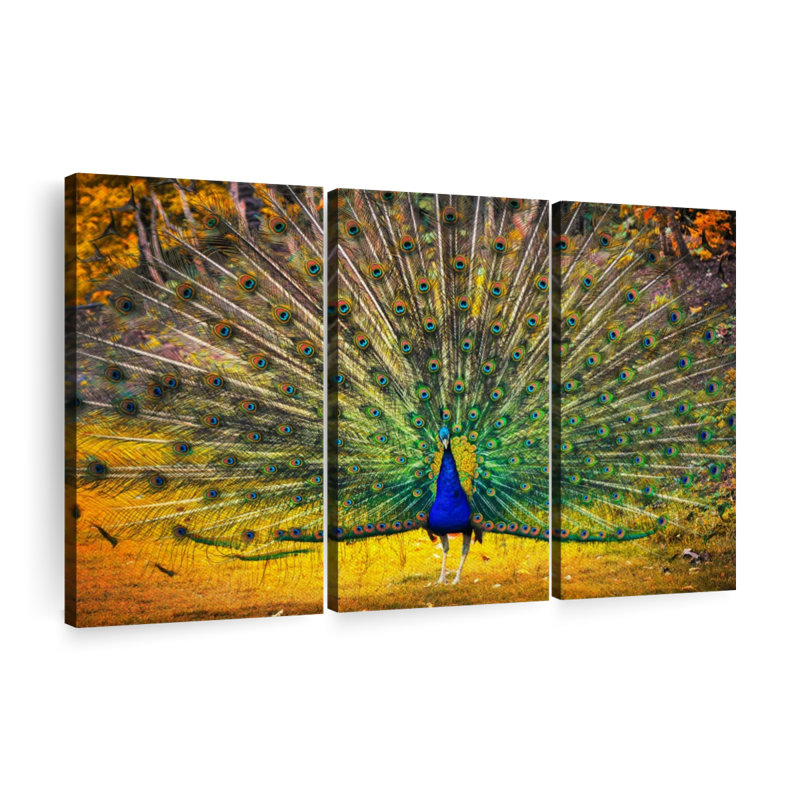 «Blue Peacock Flaunting Wall Art» sur toile, H 24 po x l 38 po x P 1,25 po
