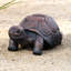 Statue de tortue de marche en béton / gris MgO L 21,3 po XBrand, décor intérieur ou extérieur, décoration de jardin, statuaire de tortue-1089381214-1089381209