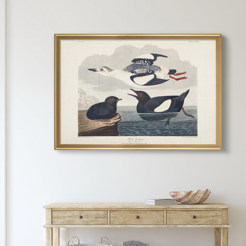 «Black Gillemot» - reproduction de photo encadrée sur toile, H 18,5 po x l 24,5 po x P 1,5 po, Doré