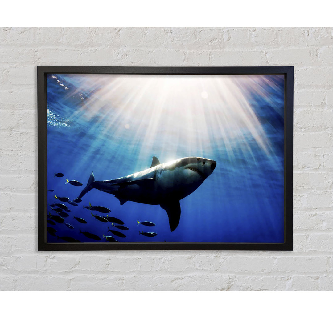 Shark In A Blaze Of Sunlight - Single Picture Frame Kunstdrucke auf Leinwand