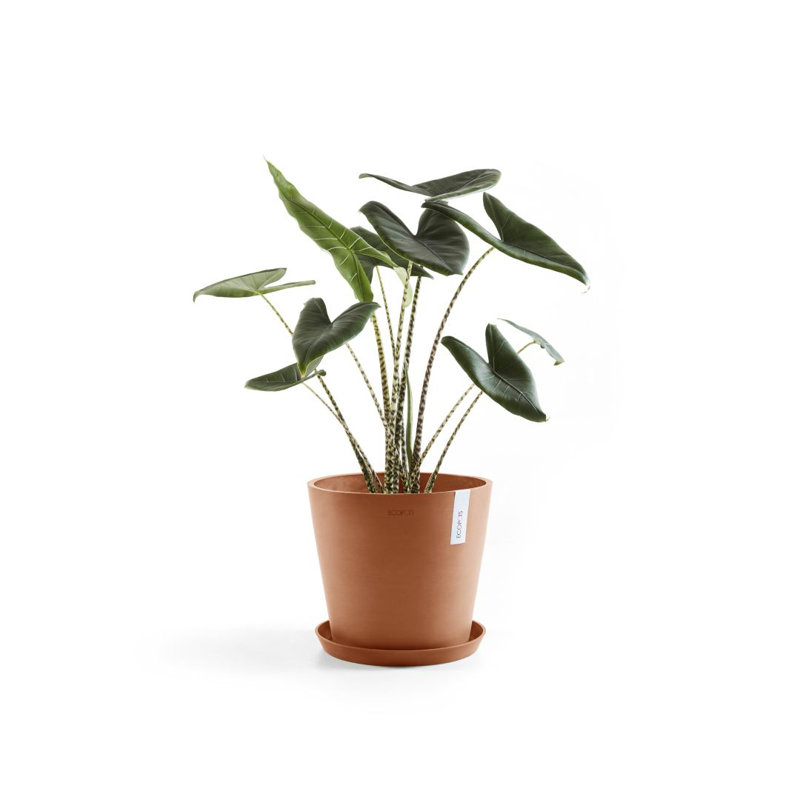 Jardinières en pot, Terre cuite, H 10 po x l 10 po x P 9,65 po