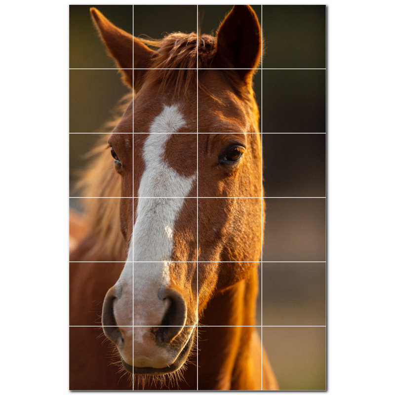 Photo de cheval 12 x 12