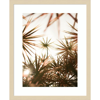 Daisey "Starlight Through Palms" Print
