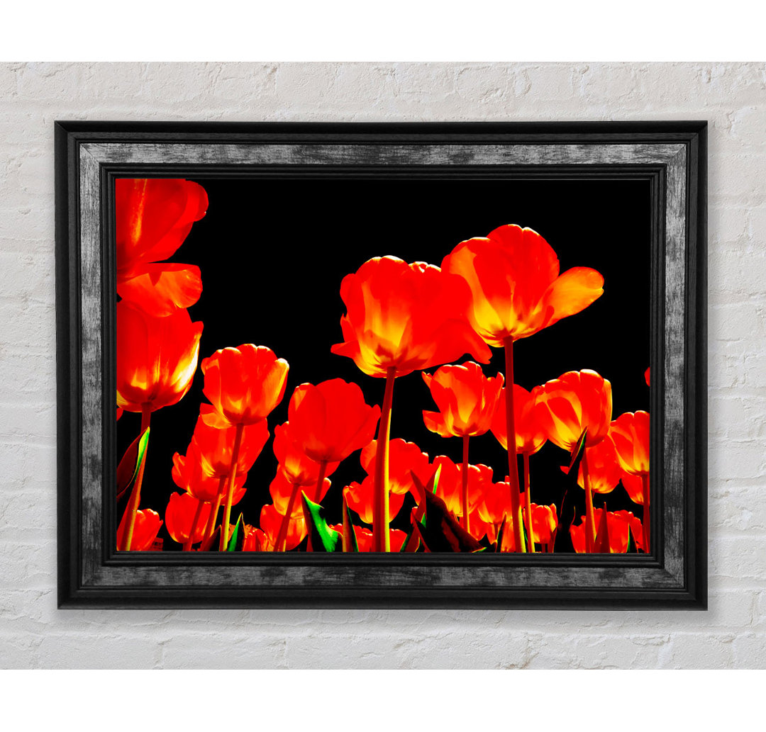 Orange Tulpen Schwarzer Himmel - Einzelne Bilderrahmen Kunstdrucke