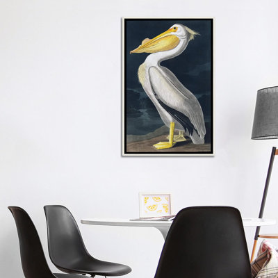 Pelican