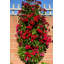 Wall Planter