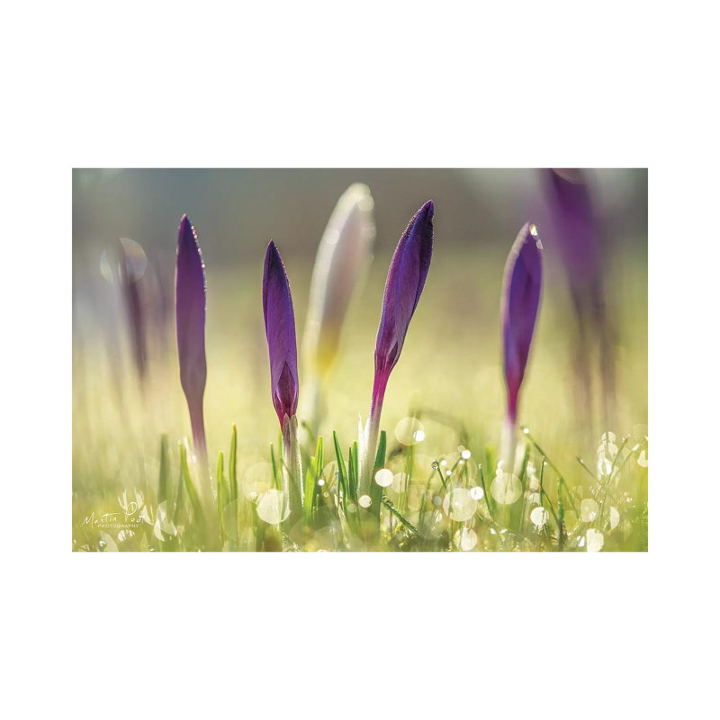 Four In A Row by Martin Podt - Wrapped Canvas Print, 20.32 cm H x 30.48 cm W
