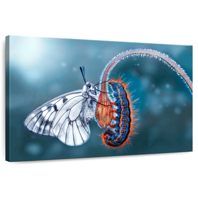 Brampt Butterfly Destiny, 8" H x 12" W