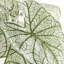 Caladium Spiller Stem