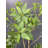 Artificial Japanese Enkianthus Tree Faux-967423160