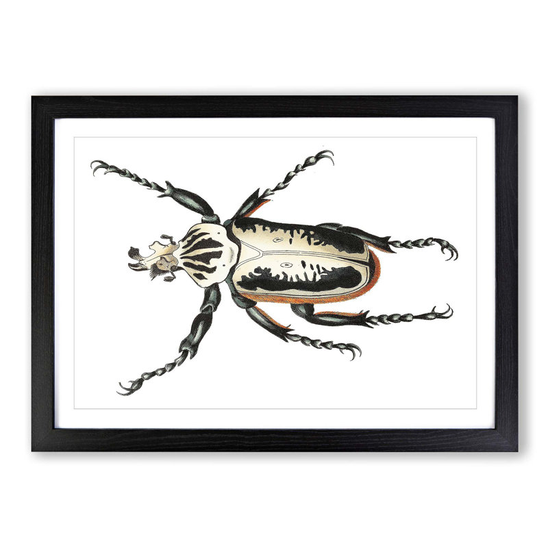 Goliath Beetle by George Shaw - Picture Frame Painting Print, Black Framed, 27cm H x 36cm W x 2cm D