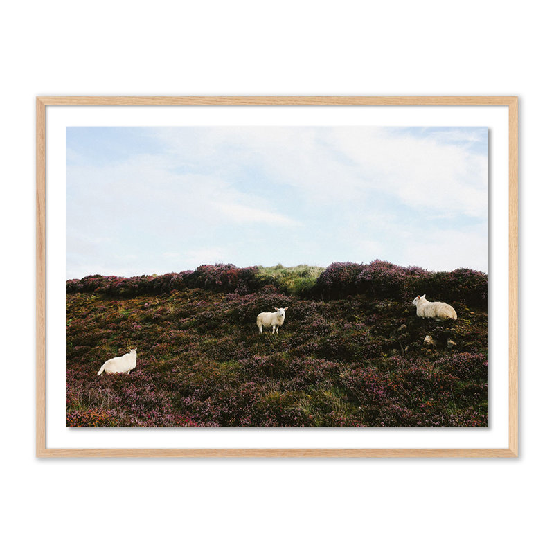 Sheep In Heather Print by Wesley And Emma Teague, 24" H x 32" W, White Oak Framed