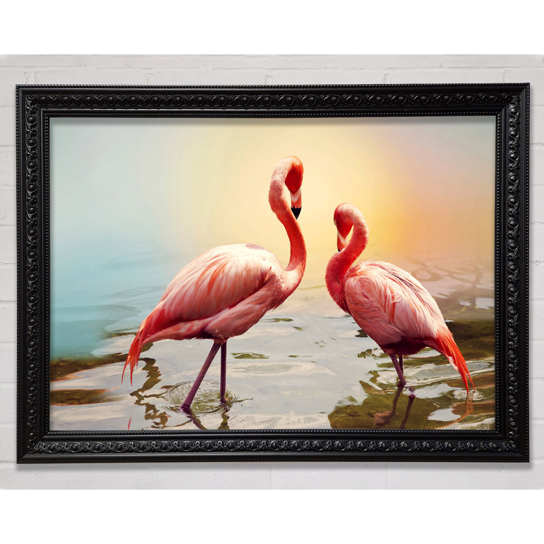 Flamingo Sonnenuntergang - Druck