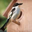 Maison d'oiseaux 8 po x 6 po x 4 po Monmouth
