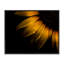 Giclée encadrée de gouttelettes d'eau sur un tournesol, design par Brian Carson-1455005564-1455005563