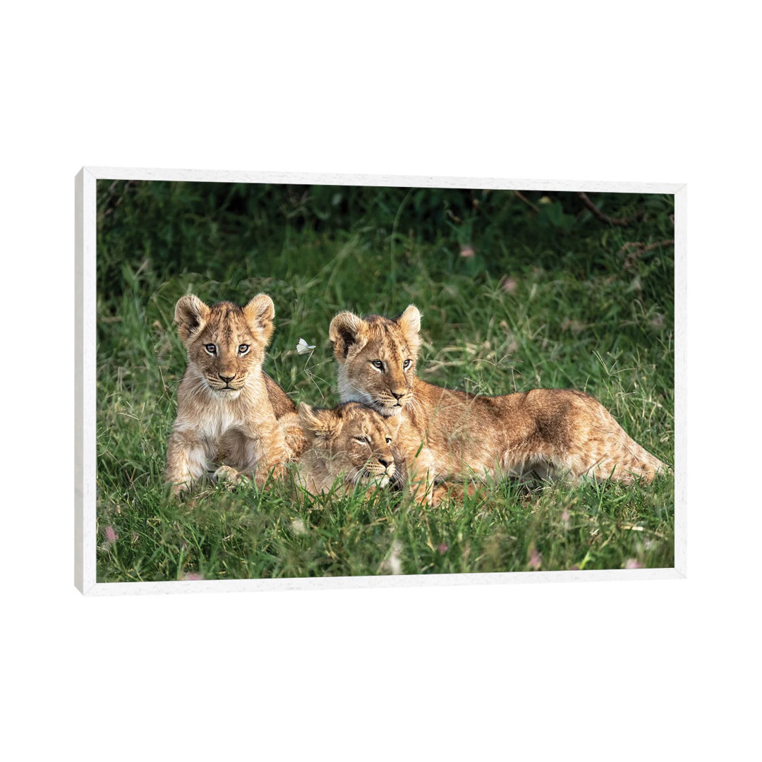 Three Cute Lion Cubs In Kenya Africa Grasslands von Susan Richey - Gallery-Wrapped Canvas Giclée on Canvas