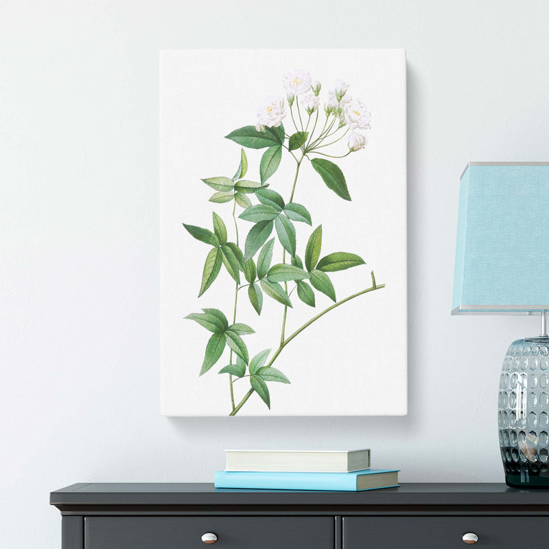 Lady Bank's Rose In White by Pierre-Joseph Redoute - Wrapped Canvas Print, 50cm H x 35cm W x 3cm D