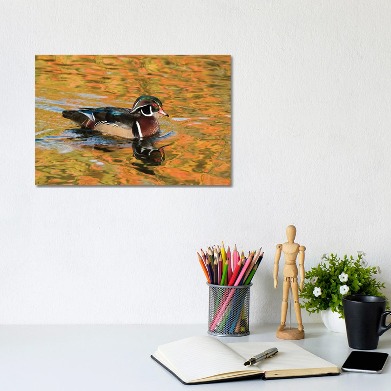 Wood Duck Male In Breeding Plumage, North Chagrin Reservation, Ohio by Steve Gettle - Wrapped Canvas Print