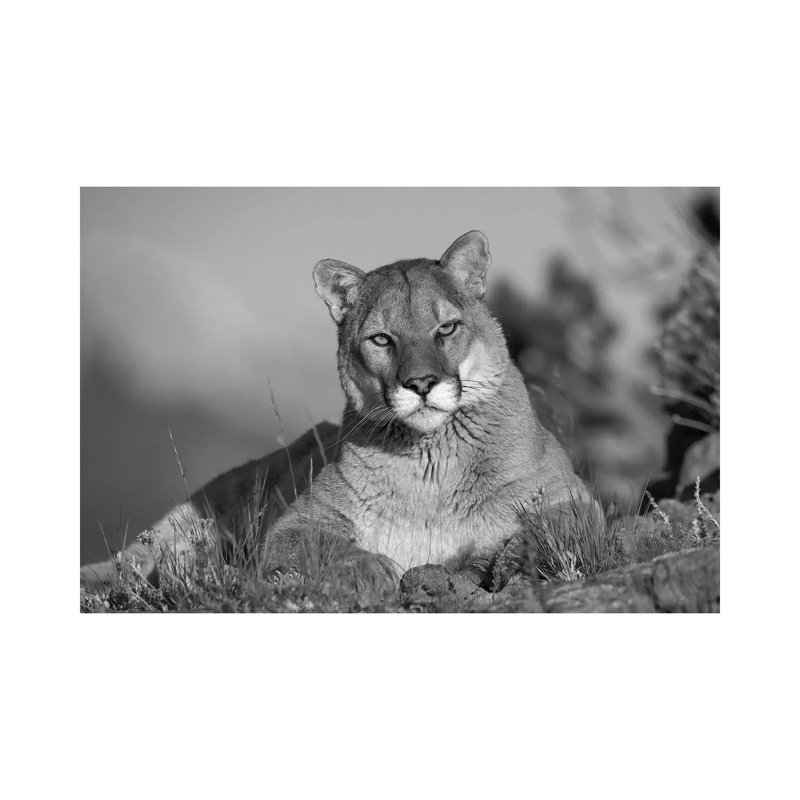 Mountain Lion Portrait, North America 1 Piece Wrapped Canvas Wall Art, 20.32 cm H x 30.48 cm W