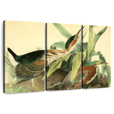 Bramon, héron vert d'oiseaux d'Amérique