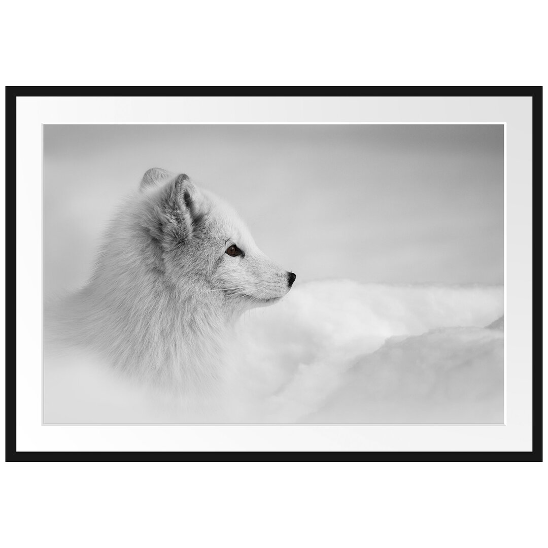 Anmutiger Polarfuchs im Schnee Gerahmter Fotokunstdruck