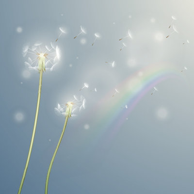 Pissenlit avec arc-en-ciel