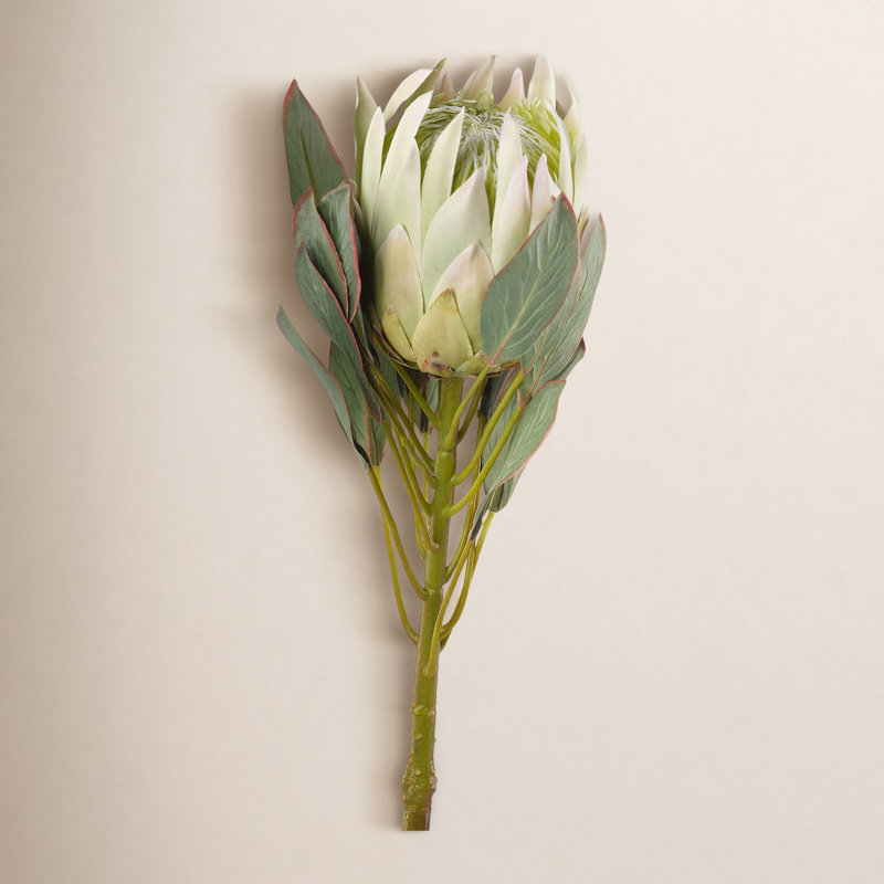Large Protea Flower Stem