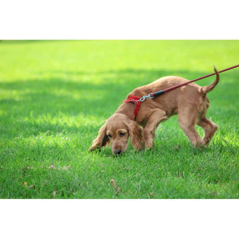 Puppy On A Leash by Bl0ndFox - Wrapped Canvas Print, 61cm H x 91cm W