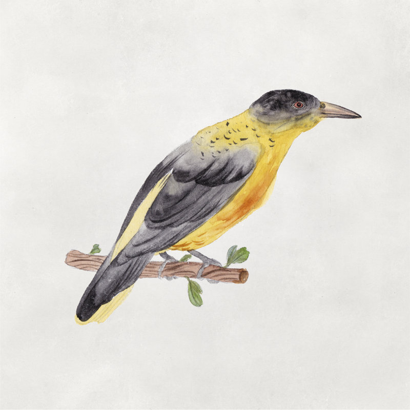 " Bird Sketch VI " by Melissa Wang Painting Print, 36" H x 36" W
