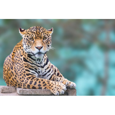 Leopard Looking - Wrapped Canvas Print