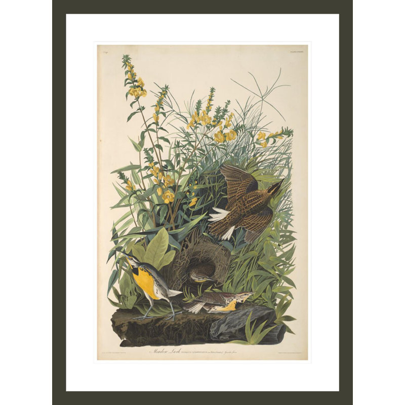«Meadow Lark from The Birds of America 1827--38» par John James Audubon, impression giclée encadrée, H 29,5 po x l 21,88 po