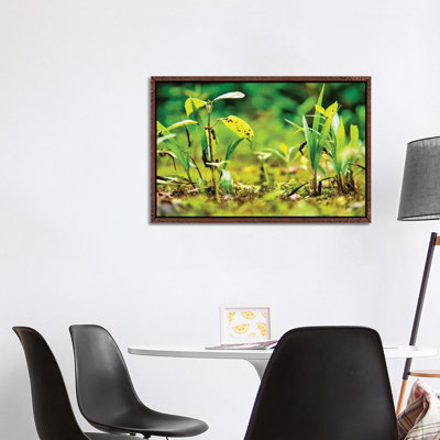 Ecuador Miniature Jungle by Mark Paulda - Print on Canvas