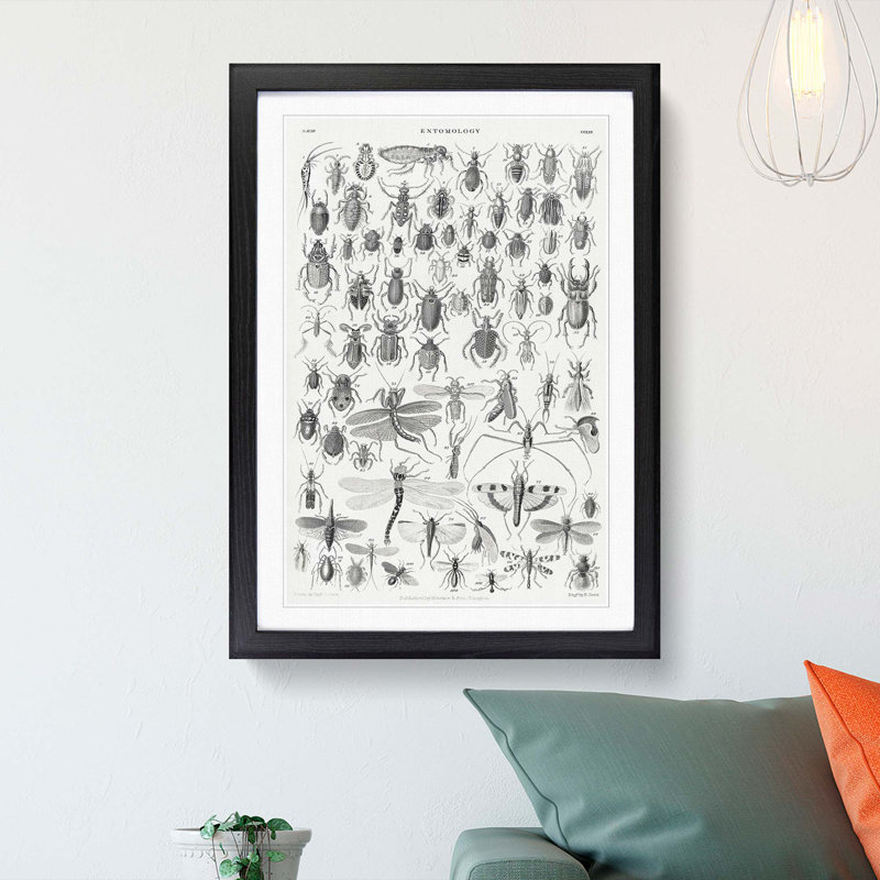 Study of Insects XXXIX by Oliver Goldsmith - Framed Print, 87cm H x 62cm W x 2cm D, Black Framed