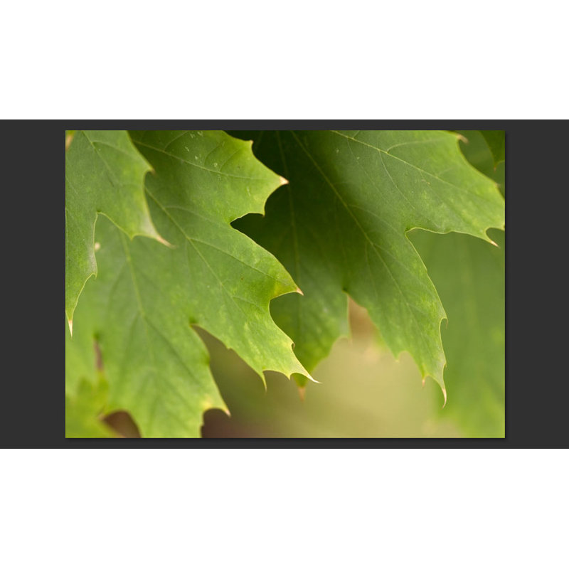 Leaves 3.09m x 400cm Wallpaper, 200 cm x 154 cm